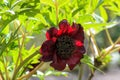 Delavays Tree peony Paeonia delavayi dark purple-red flower